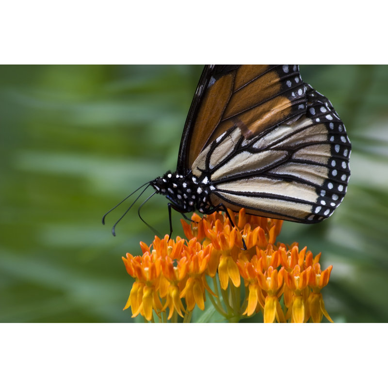 Maaris Monarch Butterfly by JillLang - Wrapped Canvas Print, 30cm H x 46cm W x 3.8cm D