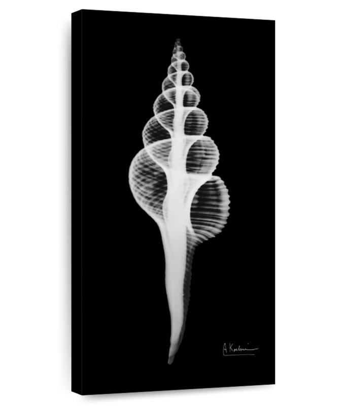 Fusinus Colus Xray, H 24 po x l 12 po