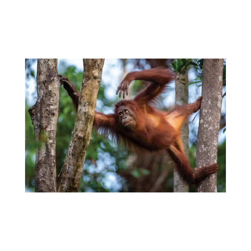 Orangutan Climbing Borneo - Wrapped Canvas Print, 66.04 cm H x 45.72 cm W x 3.175 cm D