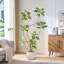 180cm Plant