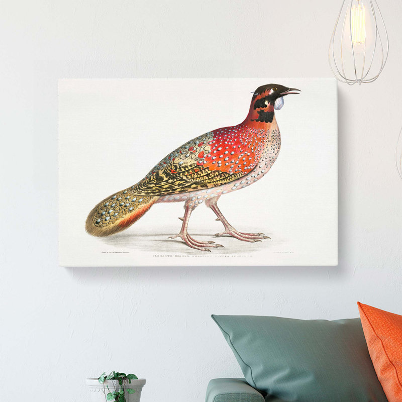 Pennants Horned Pheasant by John Edward Gray - Wrapped Canvas, 40cm H x 60cm W x 3cm D