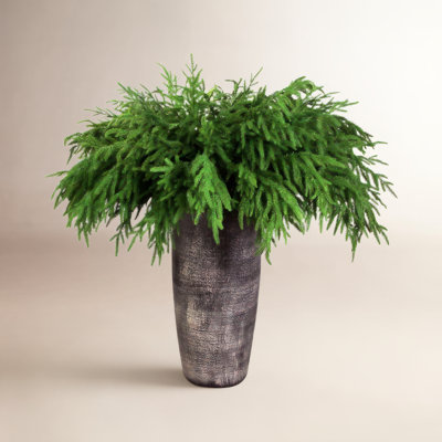 36" Norfolk Pine Branch