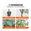 Faux eucalyptus 71,26 po