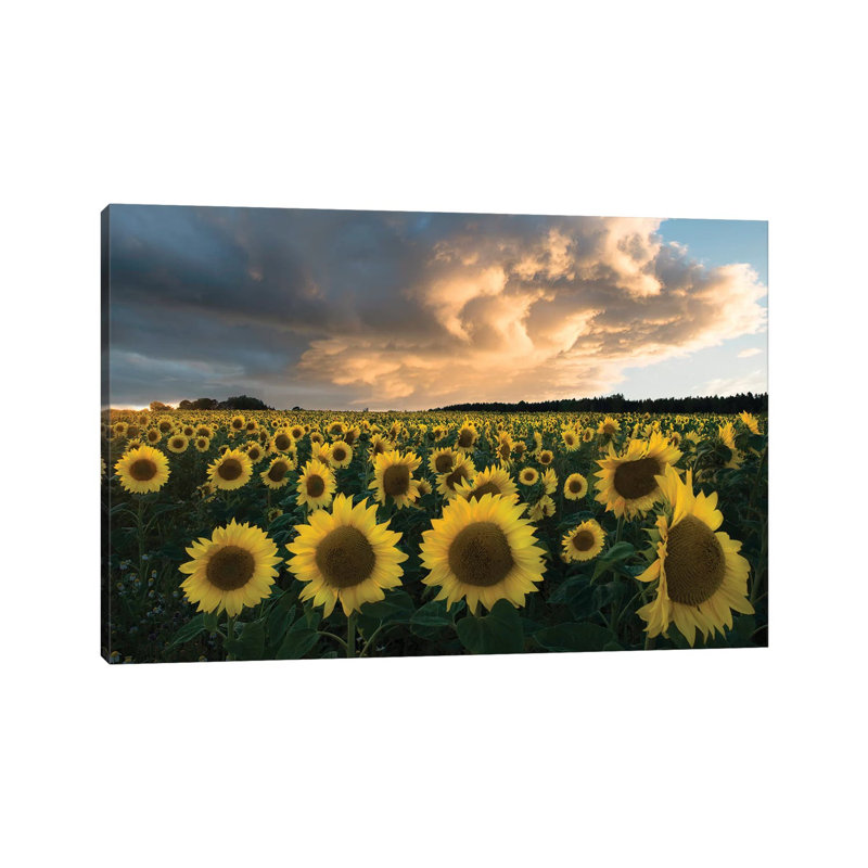 Sunflowers in Sweden. 1 Piece Wall Art on Canvas, 20.32cm H x 30.48cm W x 1.91cm D, Wrapped Canvas