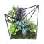Arrangement de plantes grasses artificielles 6,75 po