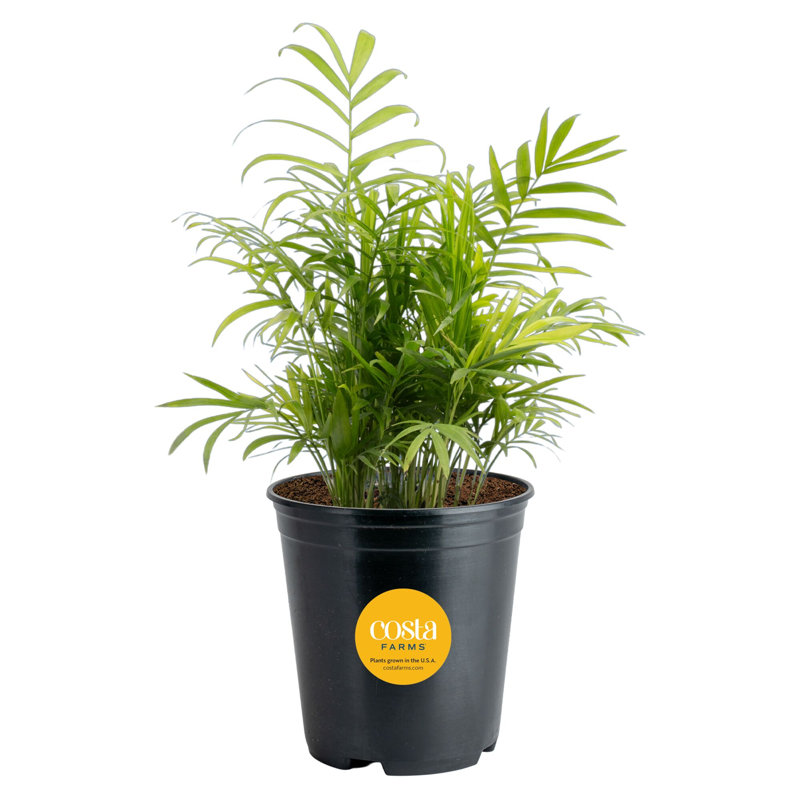 Costa Farms Neanthebella Palm Indoor House Plant in 5-inch Grower Pot