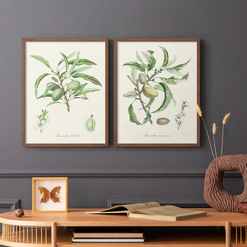 Antique Ammond Botanical III - reproduction encadrée de qualité supérieure - prête à être accrochée - aucun clou requis - aucun clou requis