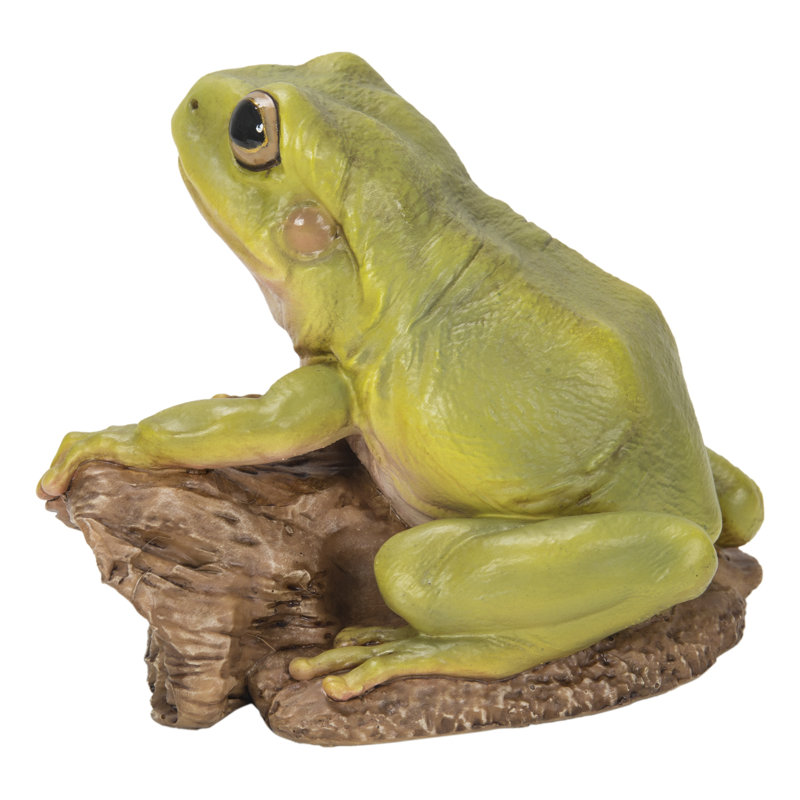 Tree Frog