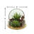 Succulent Arrangement with Sedum, Marginata and Cactus