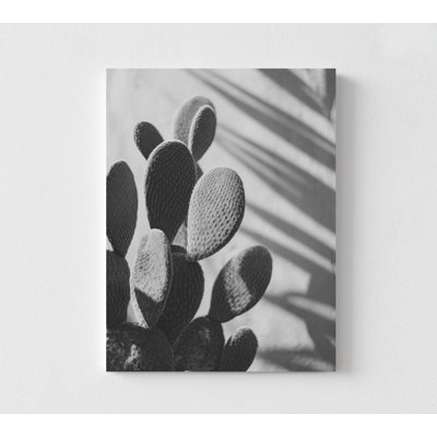 Désert - photographie botanique en noir et blanc