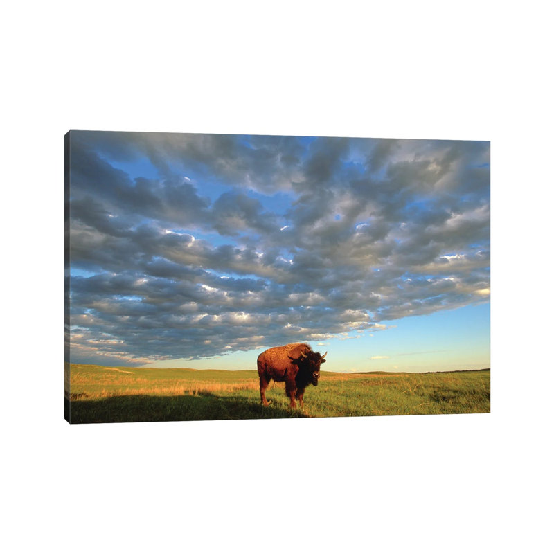 A Bison At The Fort Niobrara National Wildlife Refuge In Nebraska Near Valentine, Nebraska by Joel Sartore - Gallery-Wrapped Canvas Giclée on Canvas