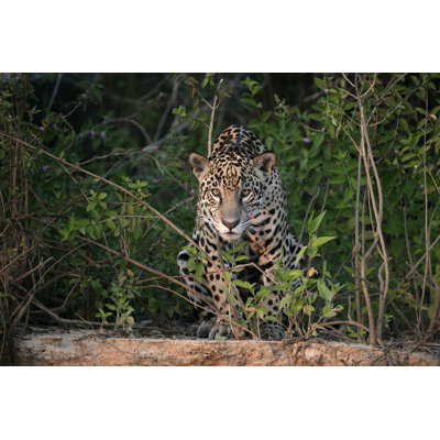 Jaguar Panthera Onca - Wrapped Canvas Print