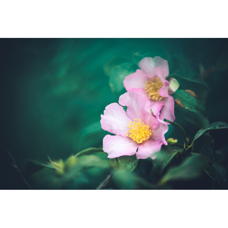 Rosa Canina 2 - Wrapped Canvas Print, 30cm H x 46cm W x 3.8cm D