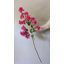 Fuchsia Bougainvillea 44 po