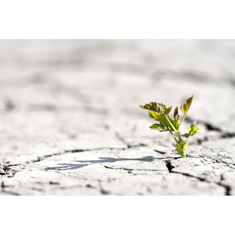 New Life - Plante fraîche dans le désert par Mariusfm77, H 20 po x l 30 po