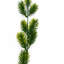 45 Plant-127681141