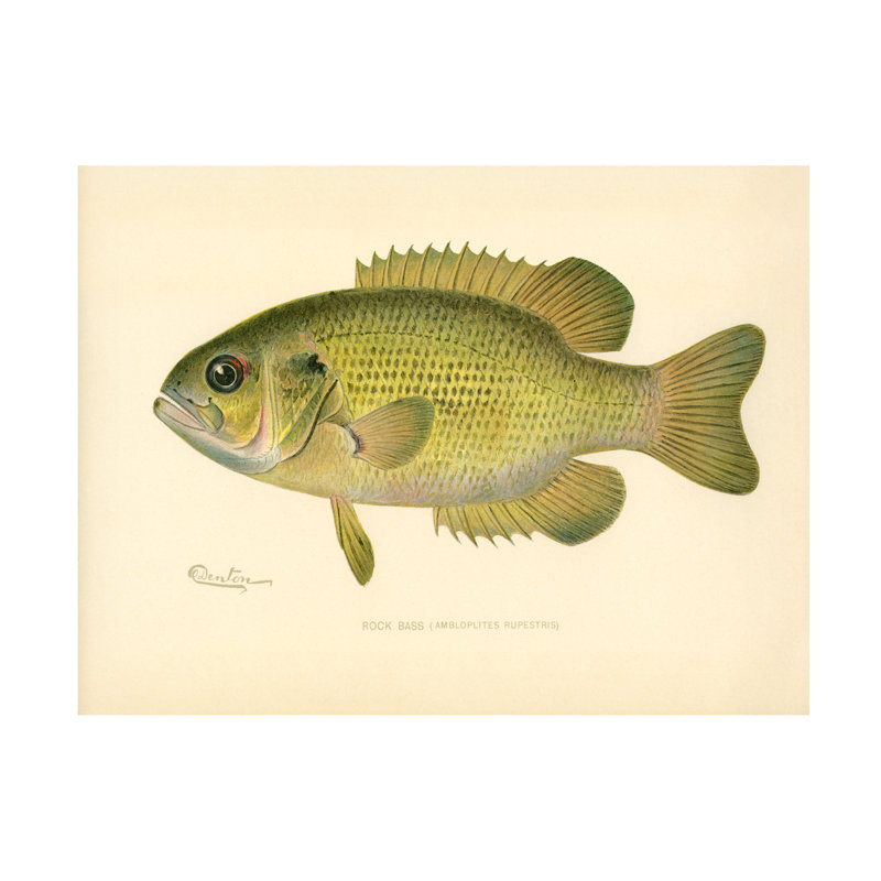 «Rock Bass On Canvas» par Print Collection, H 24 po x l 32 po x P 2 po