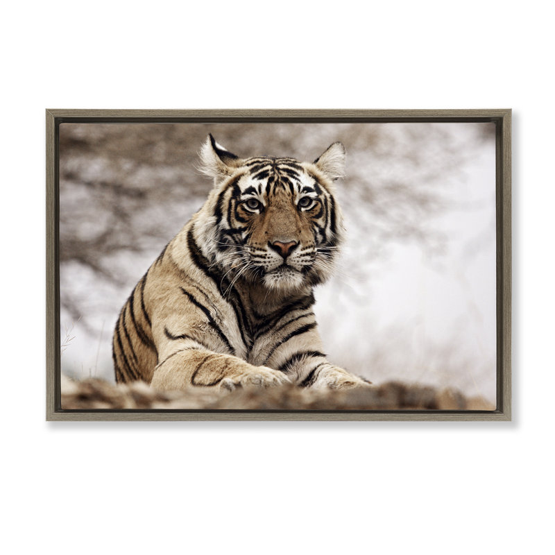 «Strong Tiger Atop Hill» par Danita Delimont, Cadre flottant orme Montalcino, H 17 po x l 25 po