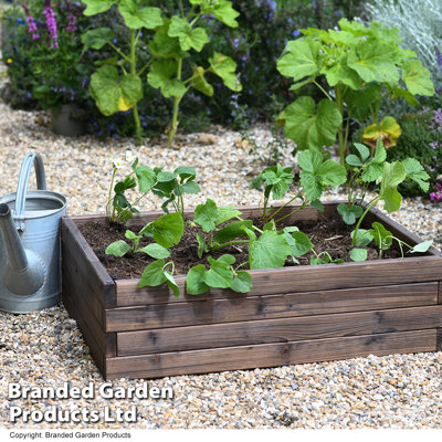 Maisie Wood Raised Flower Bed 110x90cm (x2)