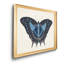 «Beautiful Butterfly III», impression sur toile encadrée-1317696989-1317696988