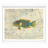 Vibrant Fish 6 Giclee Print by Soicher Marin Archives