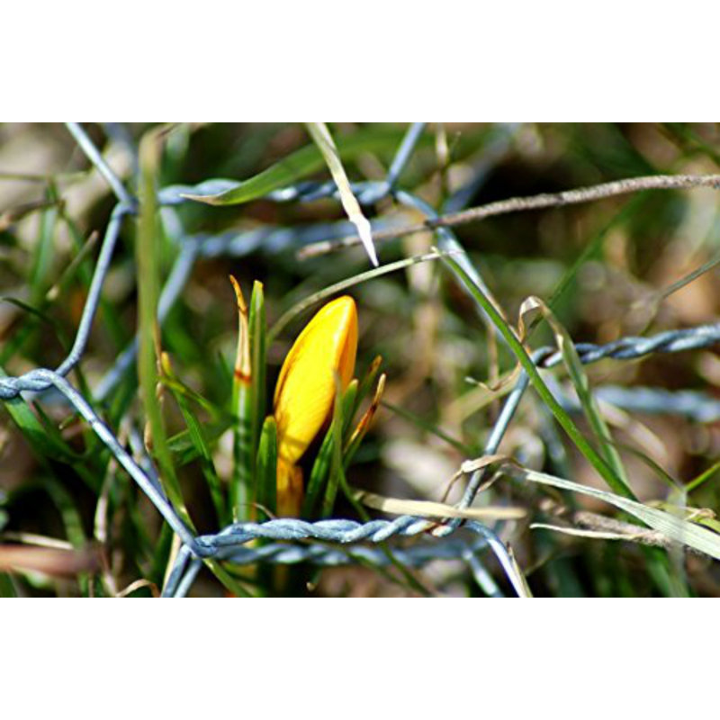 Eugenia Wire Mesh, 90cm H x 500cm W x 2cm D, 0.13cm