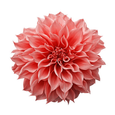 Dahlia Flower - Wrapped Canvas Square Print