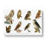 Owl Illustrations by Von Wright - Wrapped Canvas-55366795
