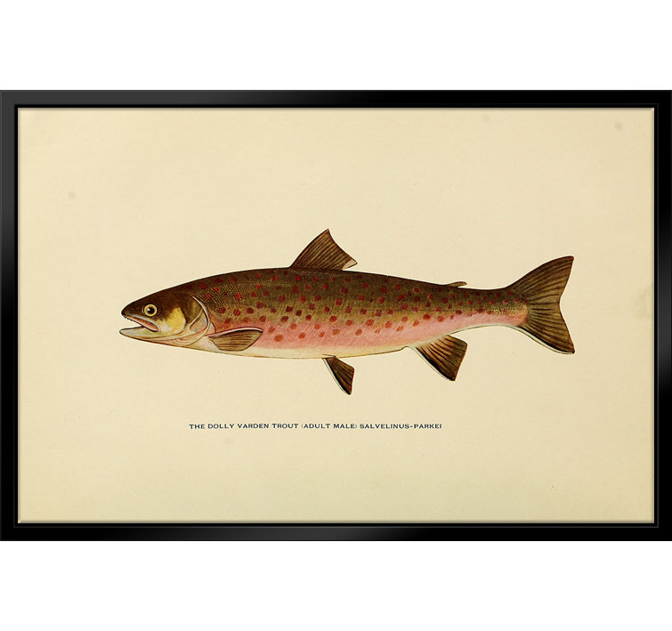 ATX Art Group LLC Dolly Varden Trout Illustration Framed On Canvas by ...