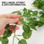 37.4'' Faux Pothos Plant