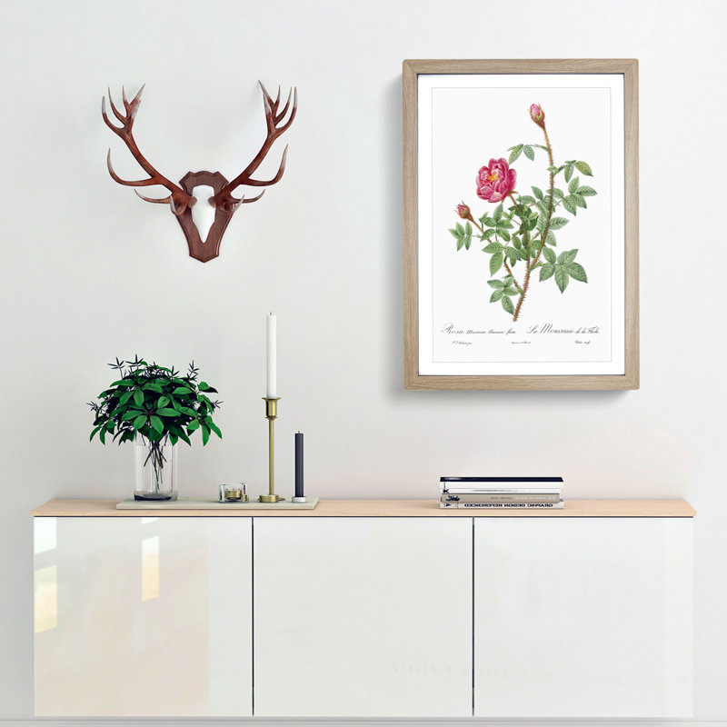 Anemone Flowered Rose In Pink by Pierre-Joseph Redoute - Single Picture Frame Painting, 33cm H x 24cm W x 2cm D, Oak Framed
