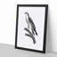 Black-Winged Kite Bird - Picture Frame Art Print-55545470-55545465