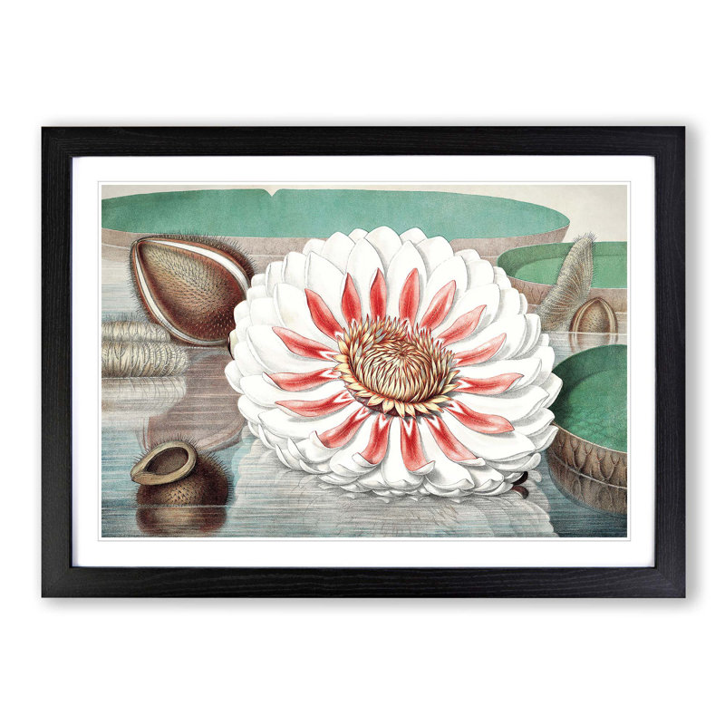 Gigantic Water Lily in Full Bloom by William Sharp - Picture Frame Painting Print, 48cm H x 65cm W x 2cm D, Black Framed