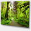 " Footpath In Redwood Rain Forest "-19407819