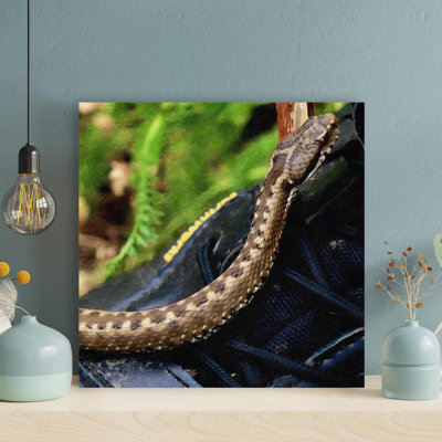 " Brown Snake On Black Rock " Painting Print