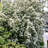 3 gal. Spirea Reeves