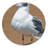 Washable Ring billed Gull Birds Area Rug-1424089379