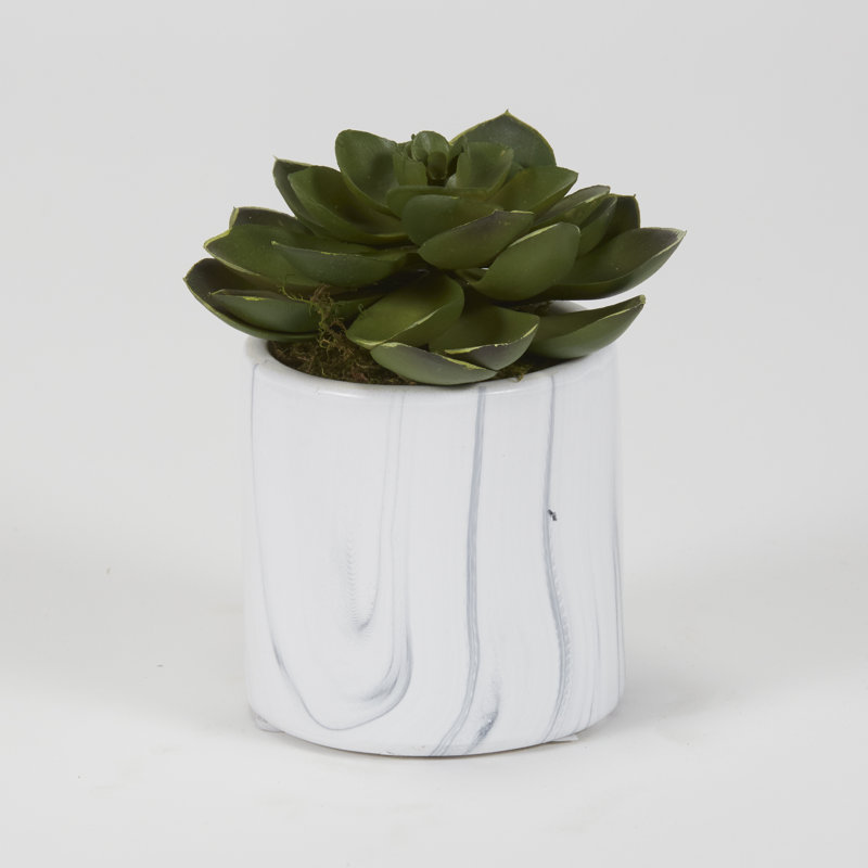 Petit cylindre Echeveria en céramique marbrée