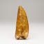 Carcharodontosaurus Tooth From Tegana Formation, North Africa