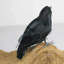Halloween, corbeau noir, prop, faux oiseau, corbeau, plumes, fête effrayante, décoration intérieure, style A
