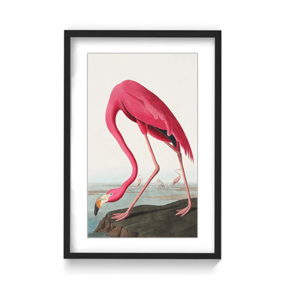 Coastal Retreat Pink Flamingo II From Birds Of America (1827)
