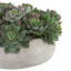 Succulents Arranged in a Ceramic Planter