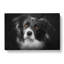 Brown Eyed Border Collie Dog In Abstract - Wrapped Canvas Painting-55316598