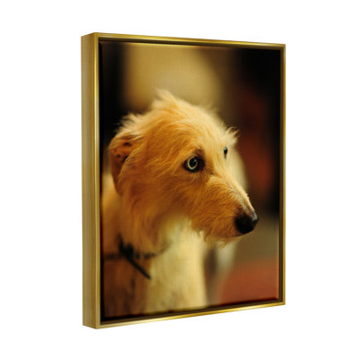 «Long Hair Terrier Dog» par James Dobson - photographie