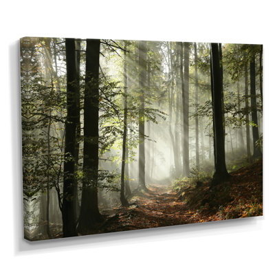 Lumière dans une forêt d'automne dense avec brouillard, œuvre d'art