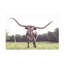 «Rhin Nathan Larson Longhorn Last Call», art mural sur toile-101101597