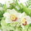 Hortensia et fougère dans un vase