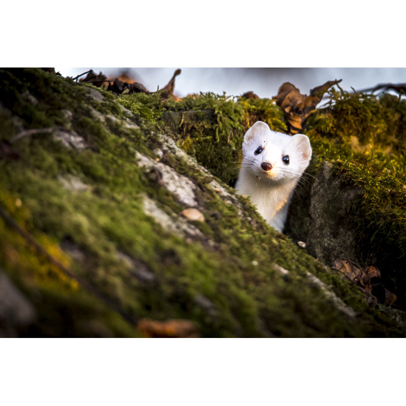 Weasel - Wrapped Canvas Print, 81cm H x 122cm W x 3.8cm D
