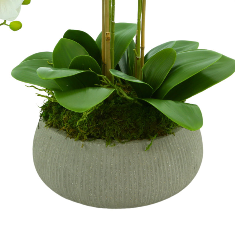 Orchid Arrangement in a Round Fiberstone Planter