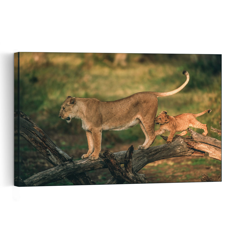 Playful Lion Cub Playful Abstract Contemporary Cat Lion Nature Tree Wall Art Print by Jeffrey C. Sink - 1 Piece Wrapped Canvas Wall Art